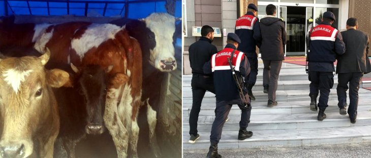 Konya'daki hayvan hırsızlığının şüphelileri Şanlıurfa'da yakalandı