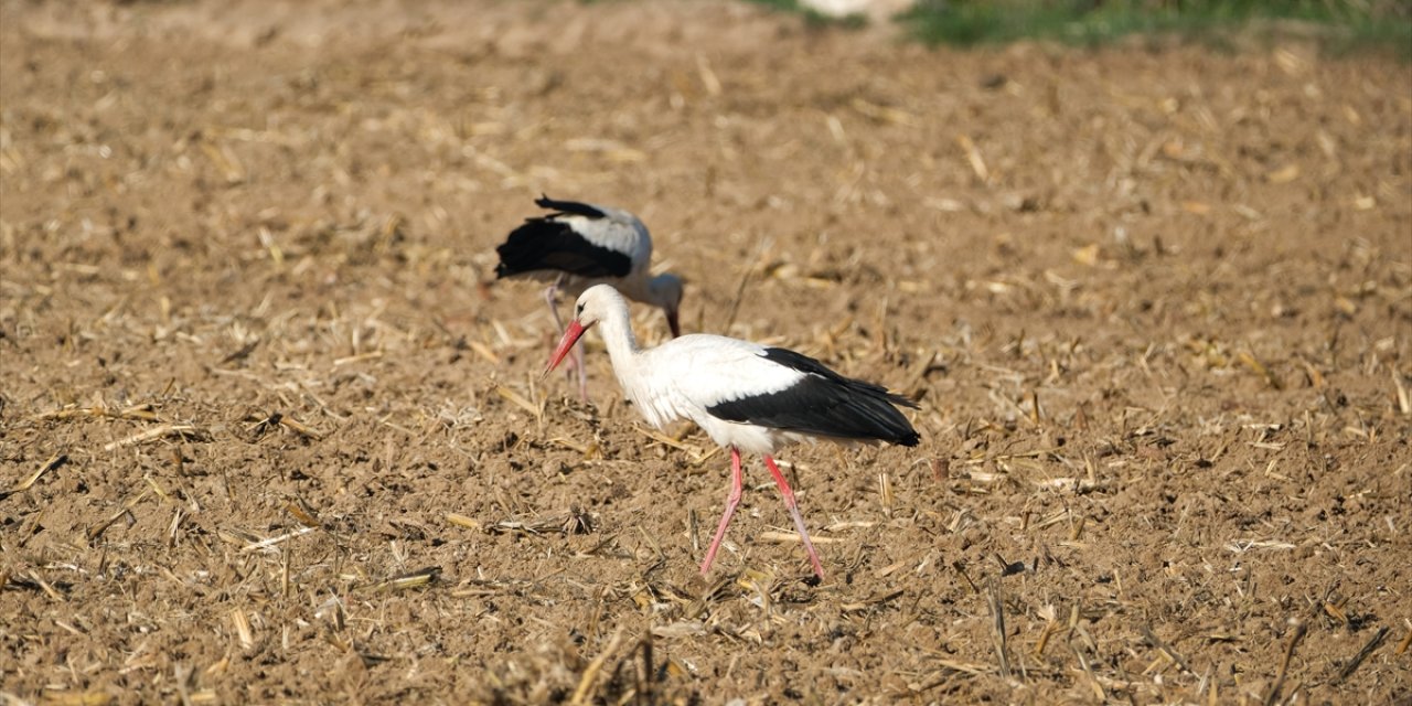 Leylekler tarlalarda beslenirken görüntülendi