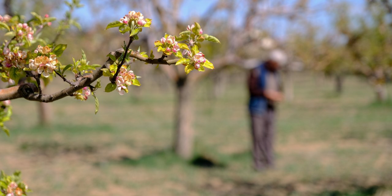 Tarihi felaket Konya tarımını felç etti! Zarar sanıldığından büyük
