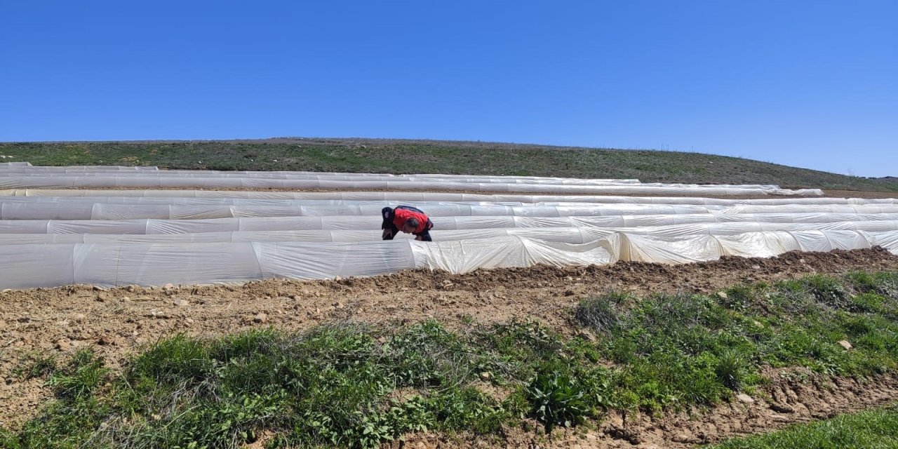 Konya’nın meşhur çileği de dondan etkilendi