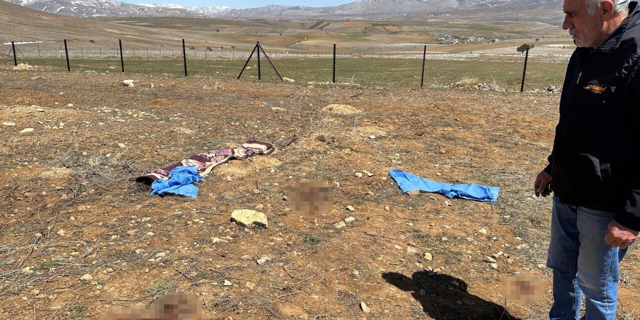 Başıboş köpeklerin saldırdığı yaşlı adam öldü