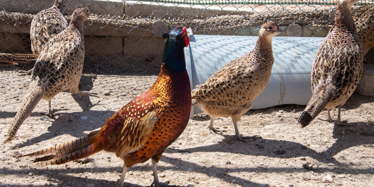 Konya’da yetiştirilen sülünler tarlada devriye gezecek