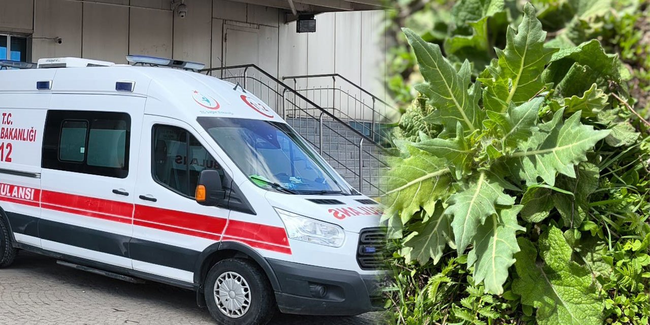 Bu ottan uzak durun: 8 çocuk hastanelik oldu