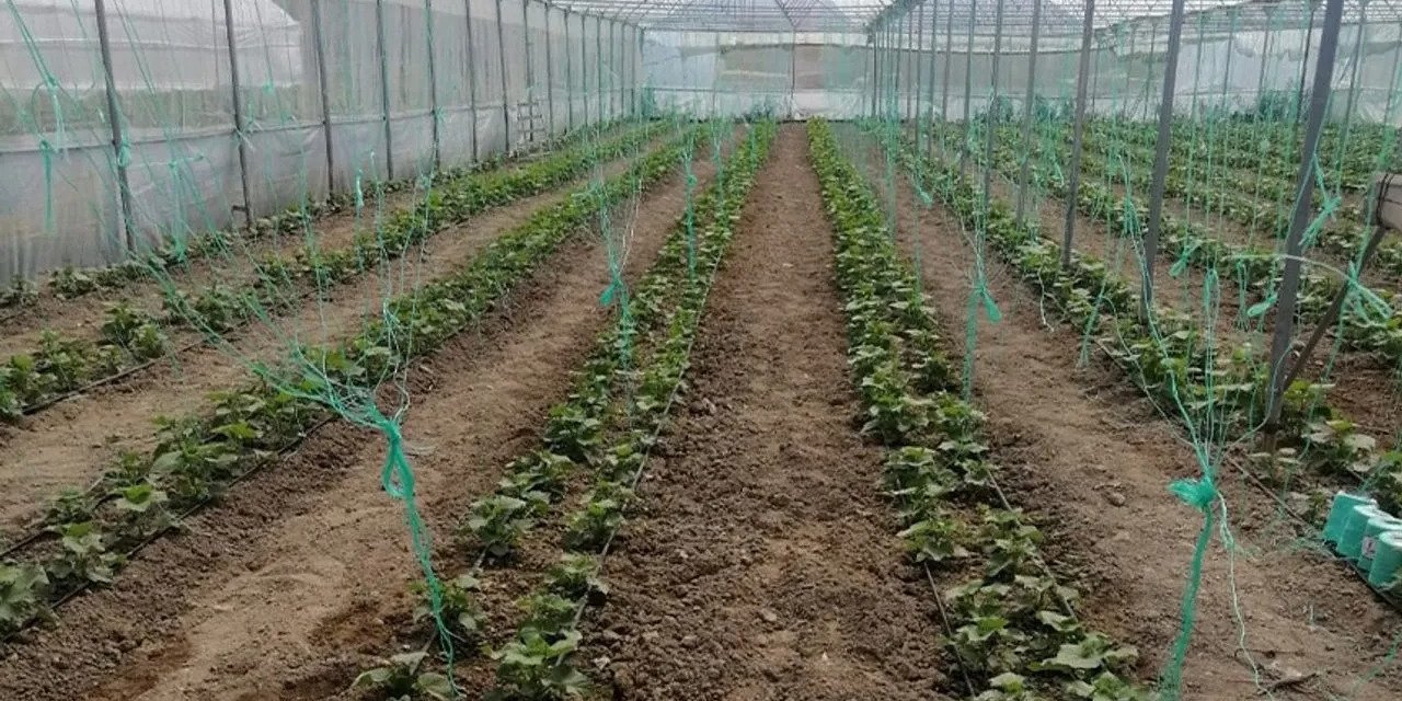 Konyalı çiftçiye müjde! Yüzde 50 hibe desteğiyle sera kurma fırsatı