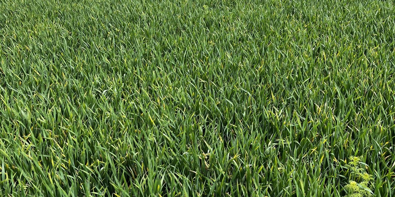 Konya’da havalardan kafası karışan çiftçiye uyarı