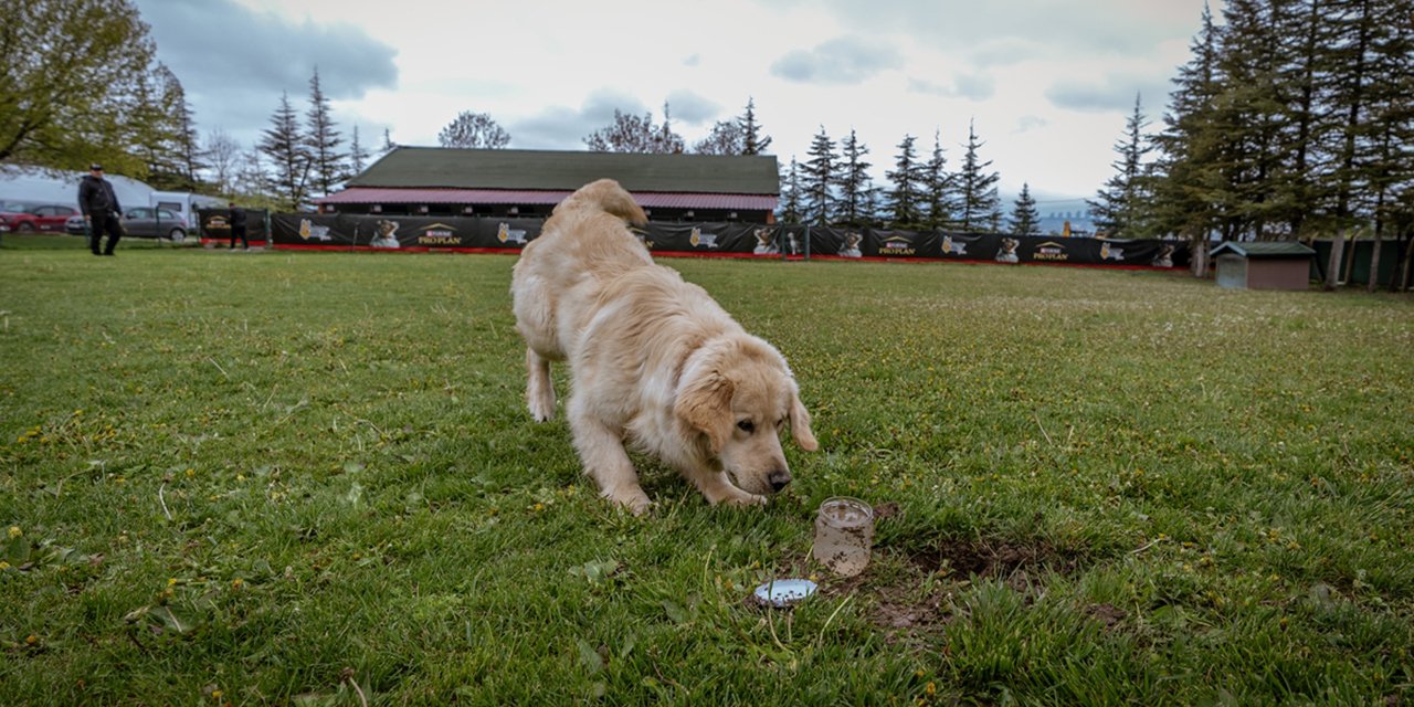 Özel eğitimli köpekler yeraltındaki su kaçaklarını tespit edecek