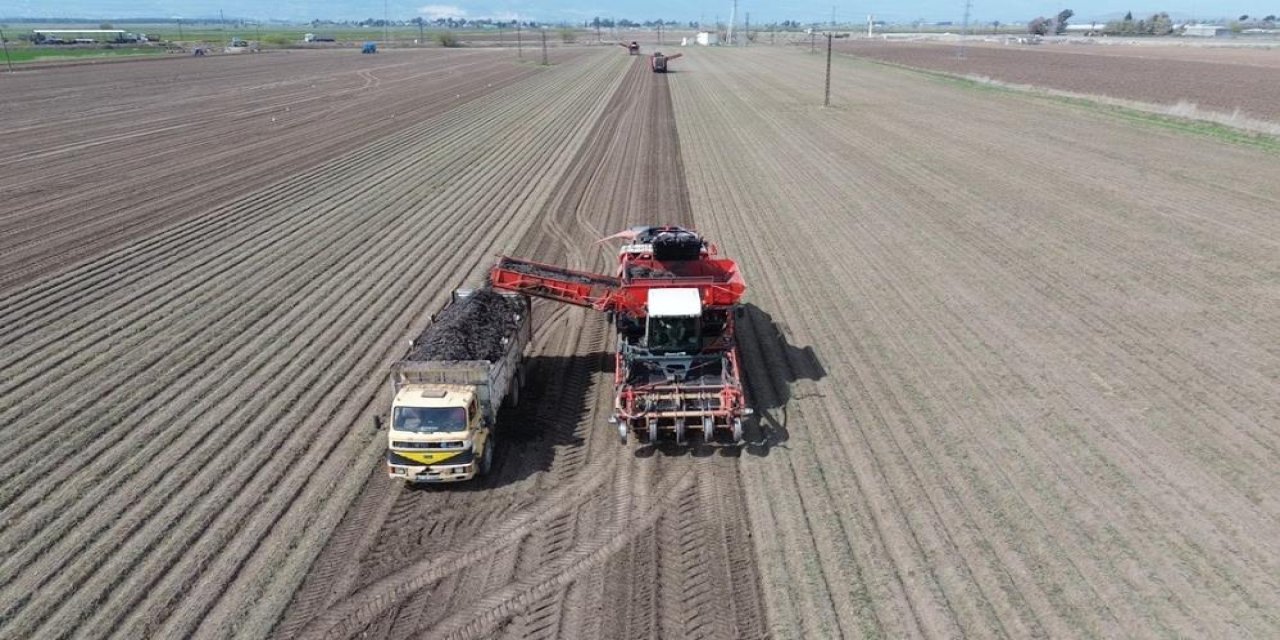 Amik Ovası'nda yetişiyor, Konya’da gıda boyasına dönüşüyor