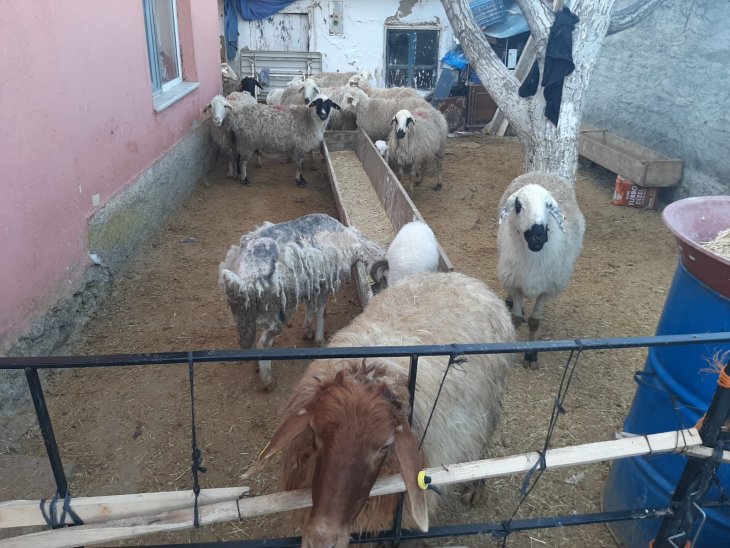 Ankara'da çalınan hayvanlar Konya'da bulundu!