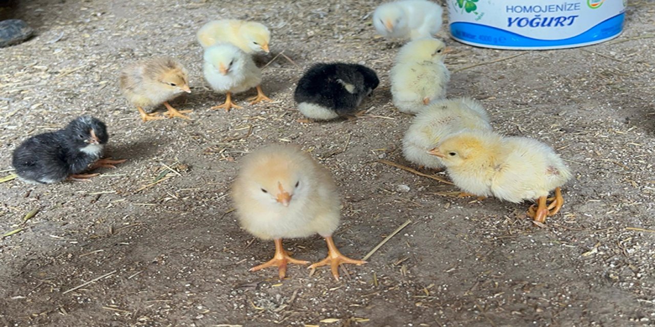 Görenler hayrete düştü! 4 ayakla dünyaya geldi