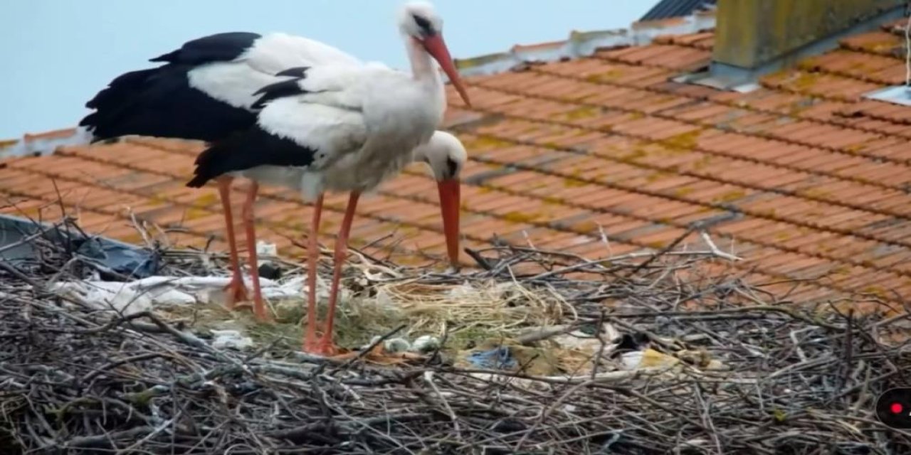 Yaren leylek baba oldu! 2 yavru geldi, 2’si yolda
