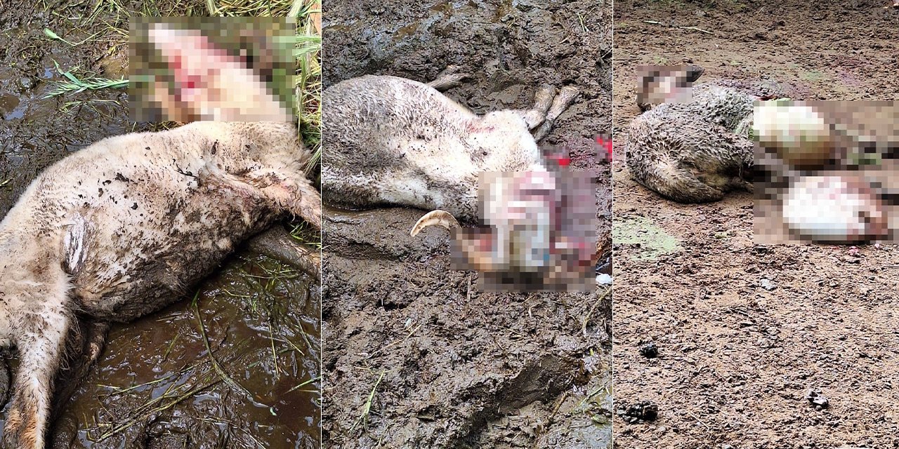 Kurt, kurbanlık kuzuları telef etti