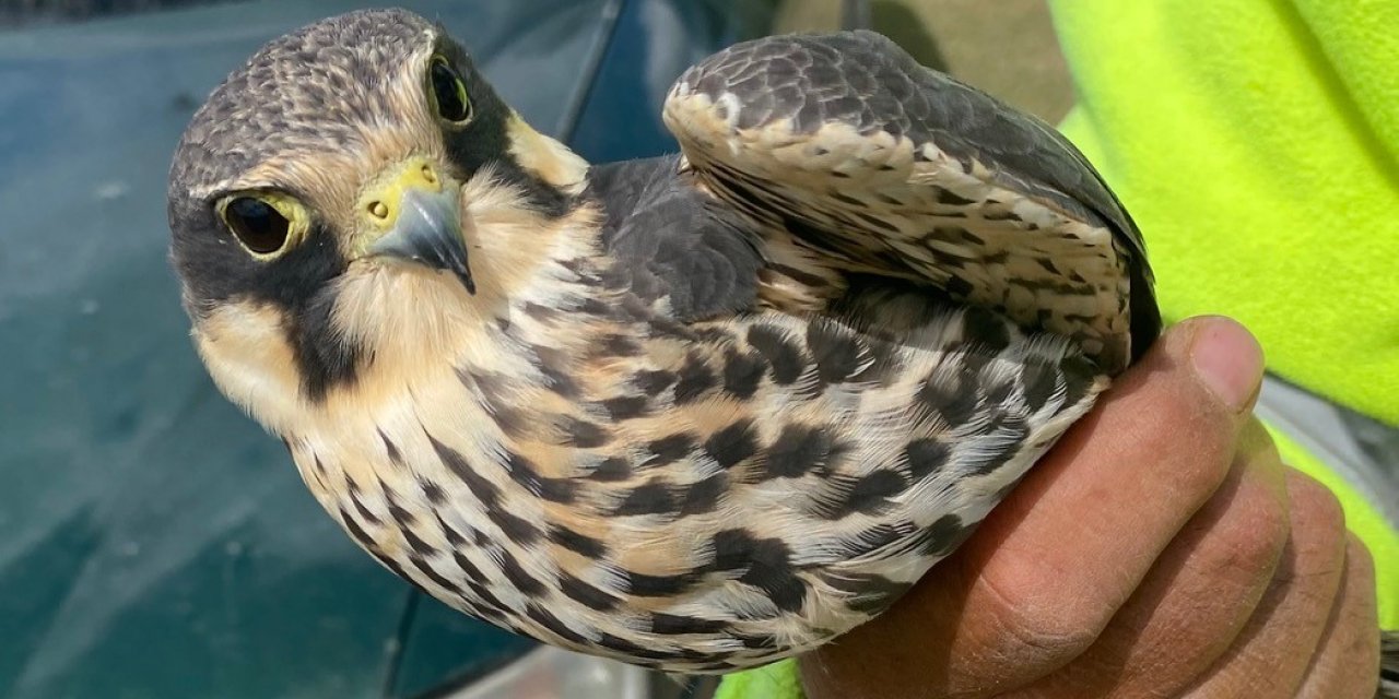 Konyalı çobanın bulduğu delice doğan tedaviye alındı