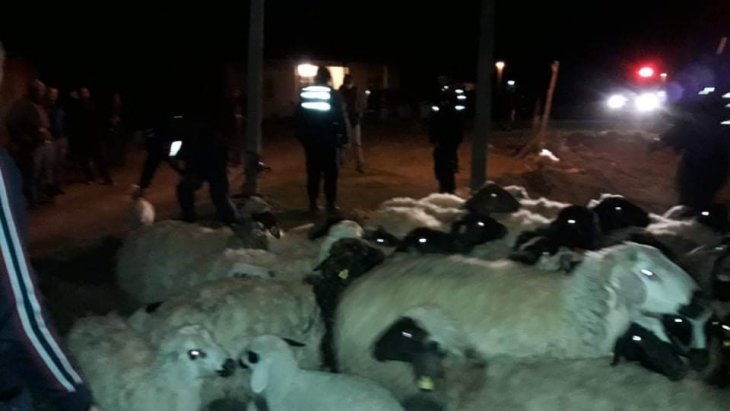 Ereğli’de kaybolan 46 koyunu jandarma buldu