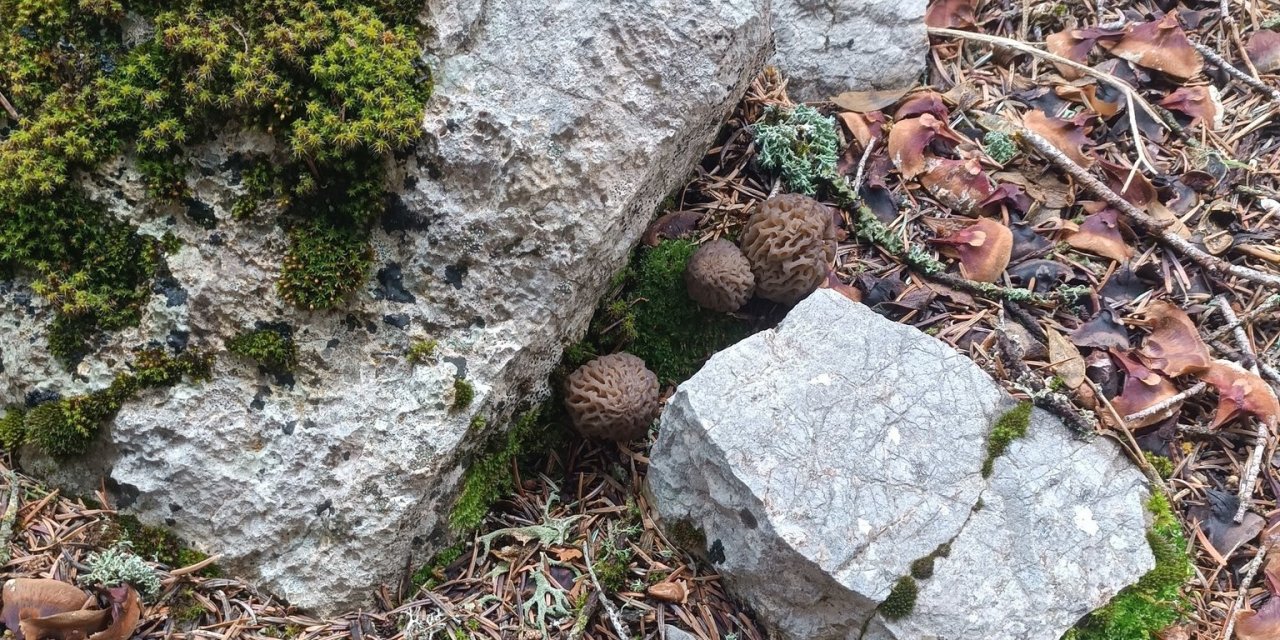Yerini bilenler sır gibi saklıyor! Bulan zengin oluyor