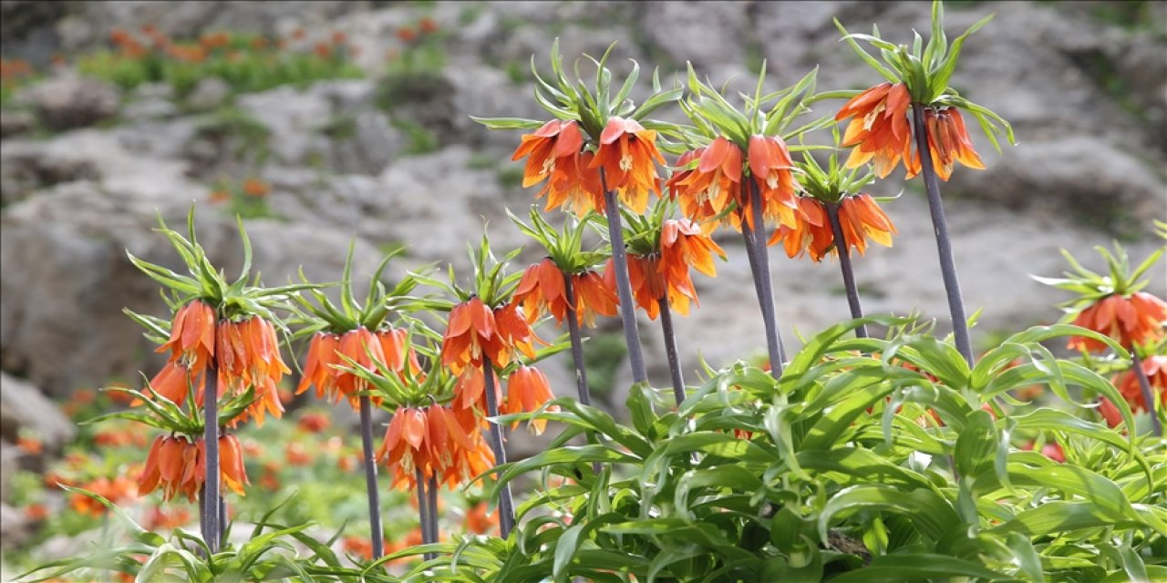 Ağlayan gelinler Bacavan Yaylası’nda göz kamaştırıyor