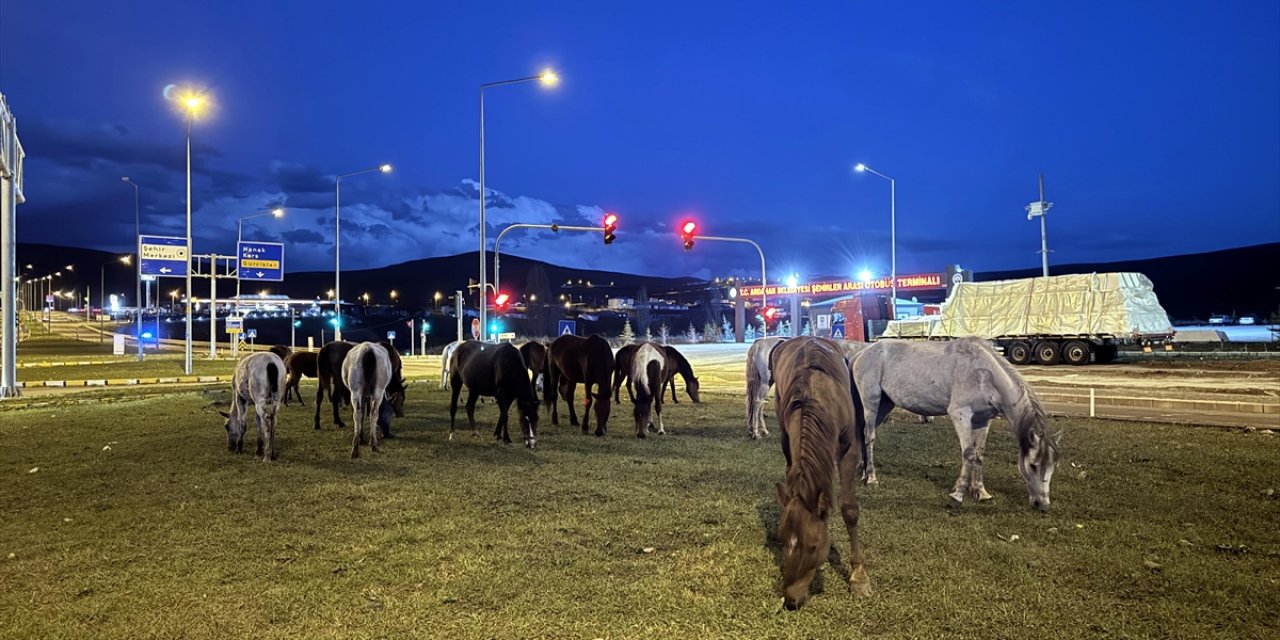 Doğanın dengesi bozuldu! Yılkı Atları kara yolunda yiyecek aradı