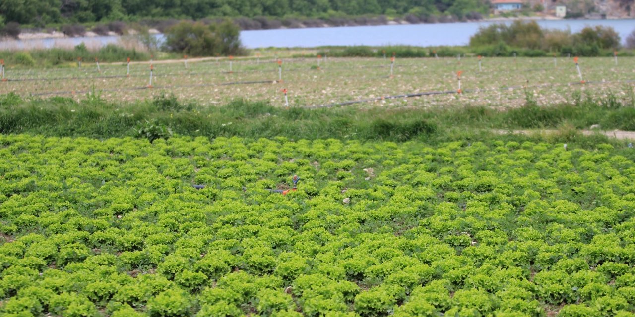 DSİ’den göl havzasındaki tarımsal işgale inceleme