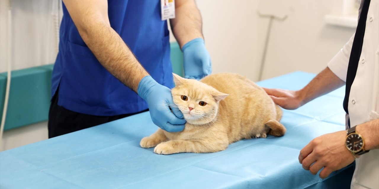 Konya'da balkondan düşen kediye insan tedavisi uygulandı