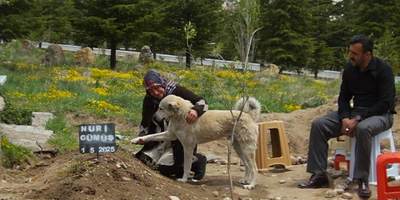 Sahibini kaybeden köpek günlerdir mezarın başından ayrılmıyor