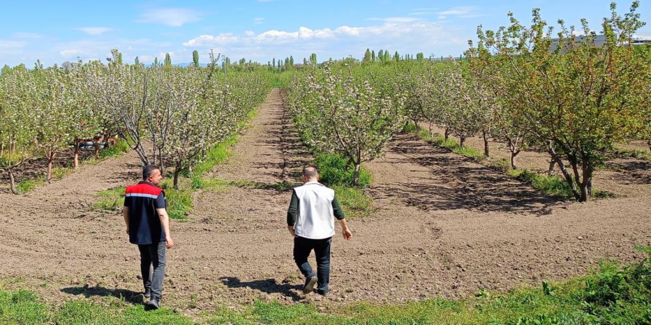 Konya’nın meyve bahçelerinde bahar mesaisi