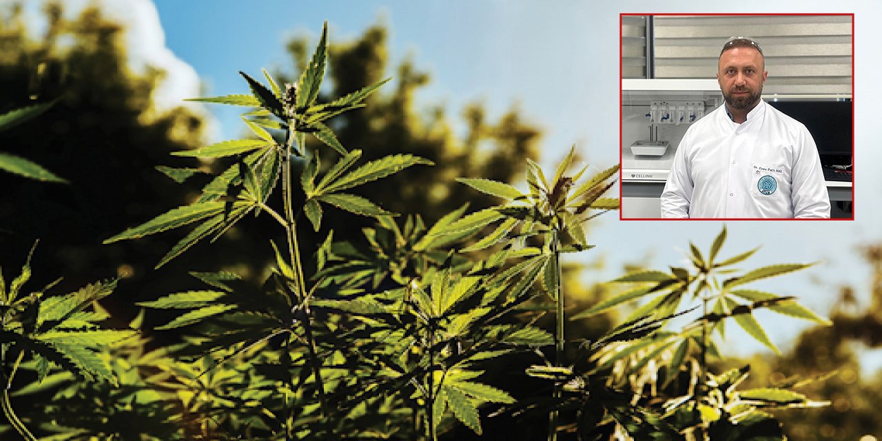 Konya’da yetişen bu bitki sağlık alanında yeni bir çığır açacak