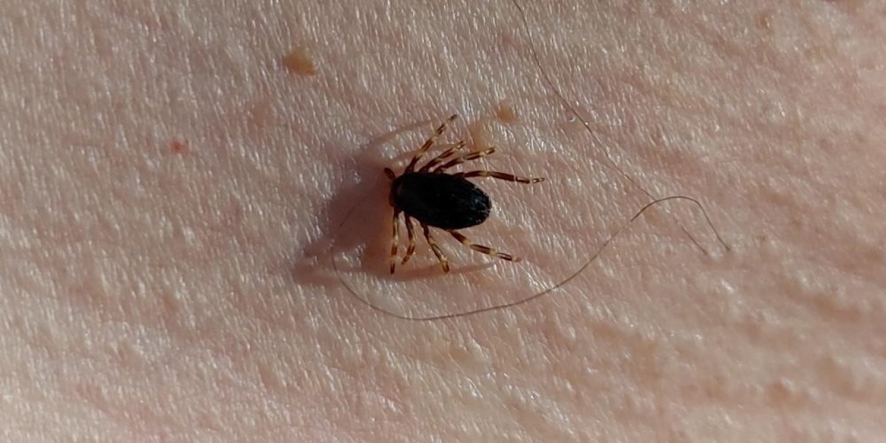 Havalar ısındı, ilk vakalar görüldü