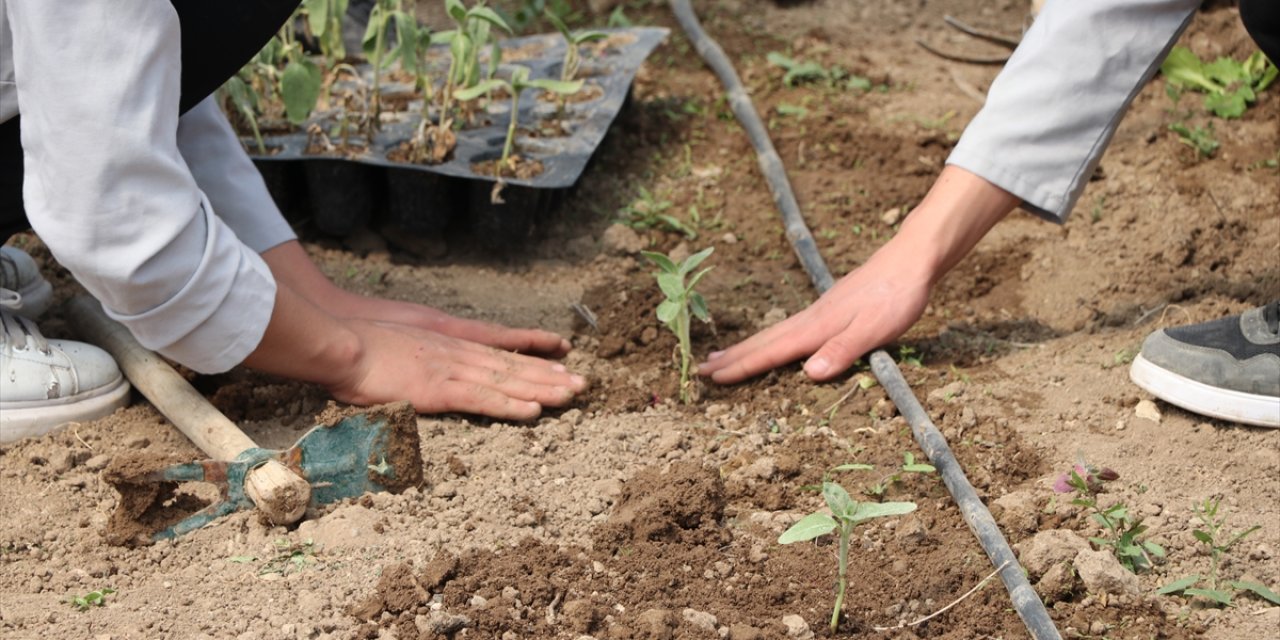 Lise öğrencileri KOP desteğiyle sebze yetiştiriyor
