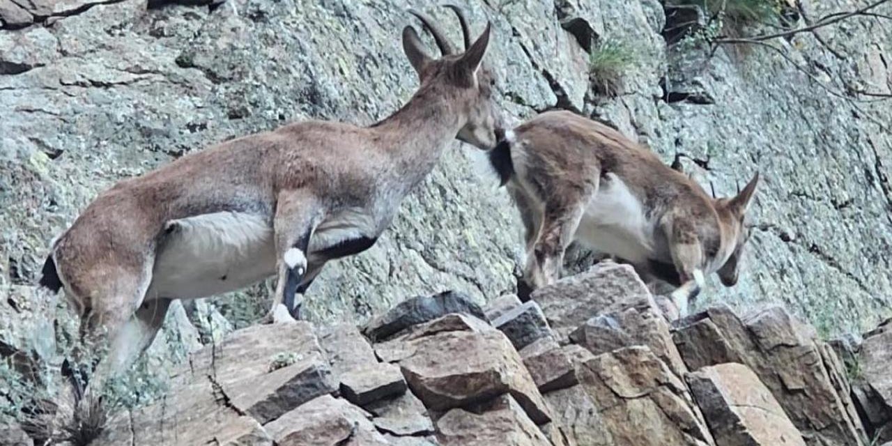 Konya’da doğaseverlerden koruma çağrısı
