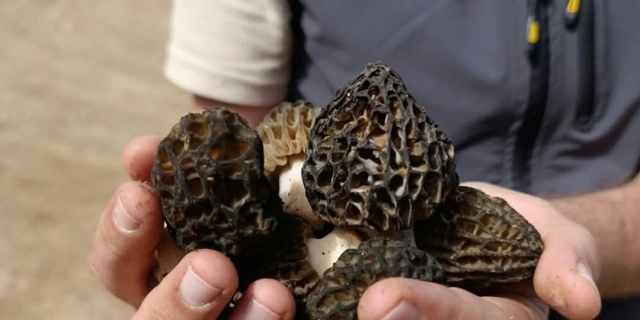 Konya'nın topraktan çıkan altını toplayana kazandırıyor