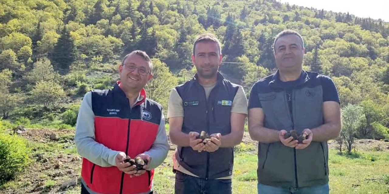 Konya’da sıkı takip: Doğadan toplanıyor, kilosu 1250 TL