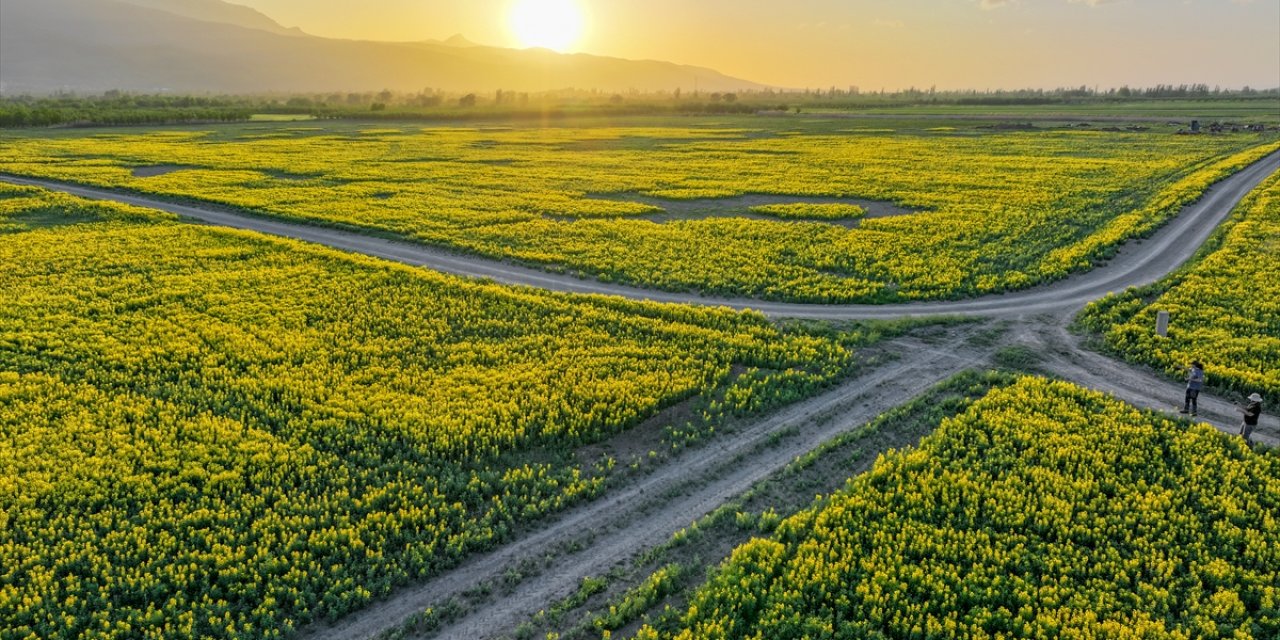 Konya’nın kuruyan gölünü altın sarısı renklendirdi