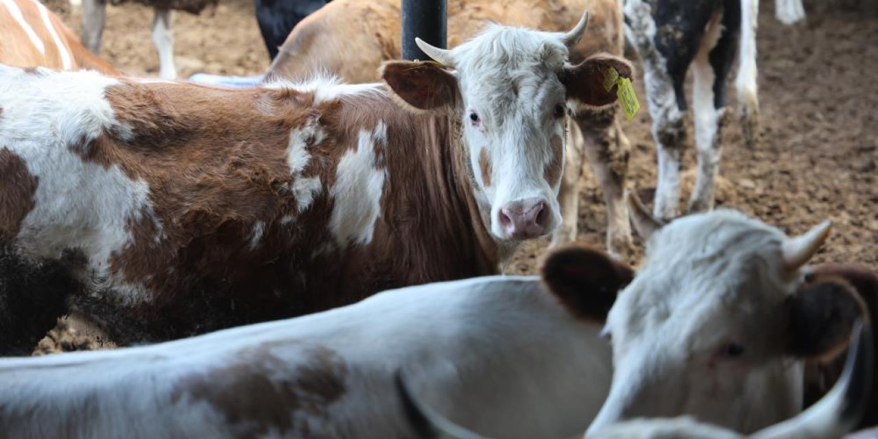Konya’da kurbanlık alacaklara uyarı: Ucuz etin yahnisi olmaz