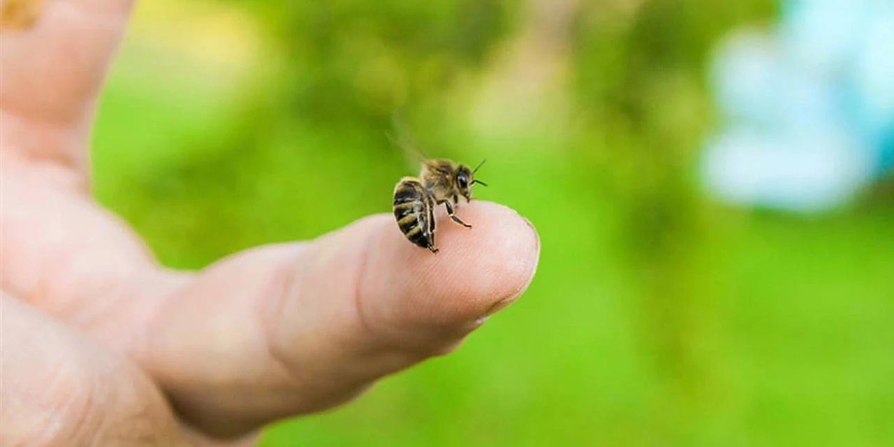 Arı sokan genç kadın öldü