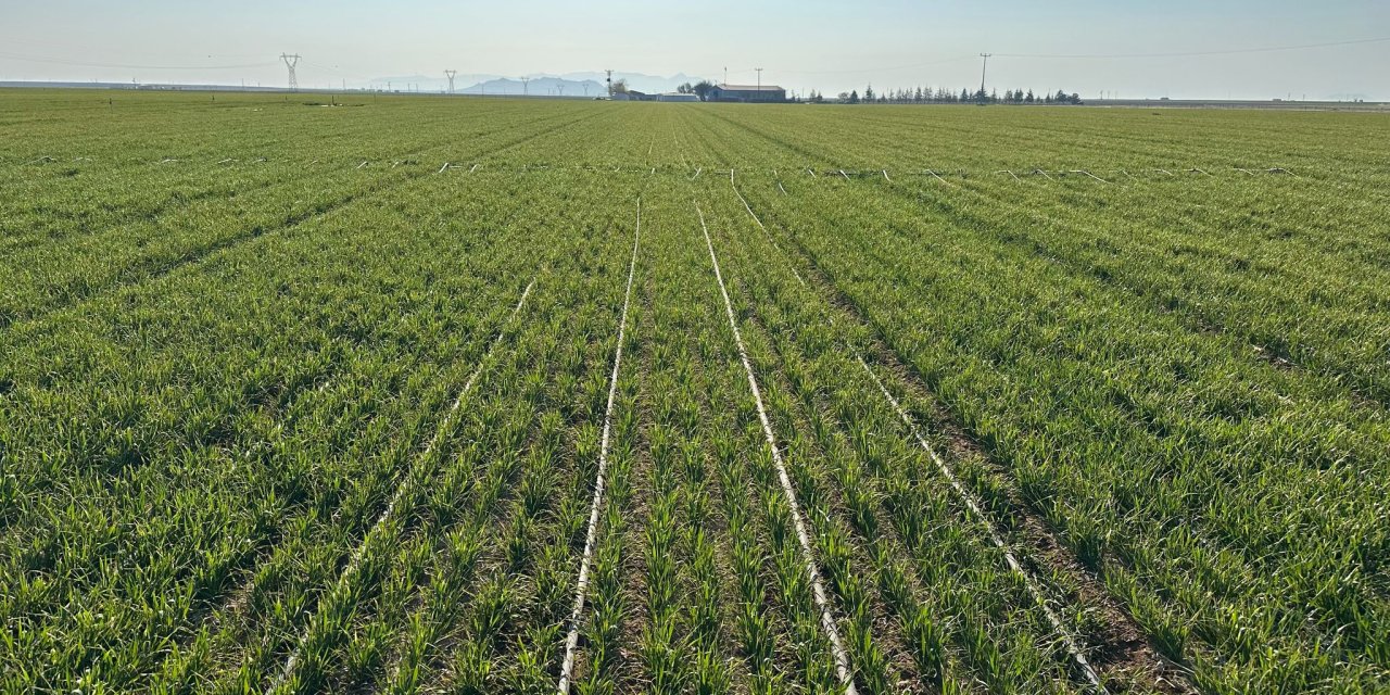 Don ve dolu felaketi yaşayan Konya’dan yüz güldüren görüntü
