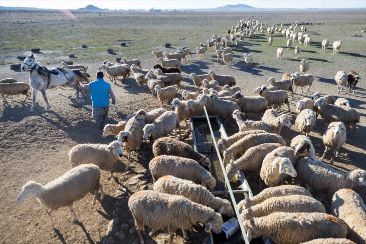Konya'da meralar koyun sürüleriyle şenleniyor