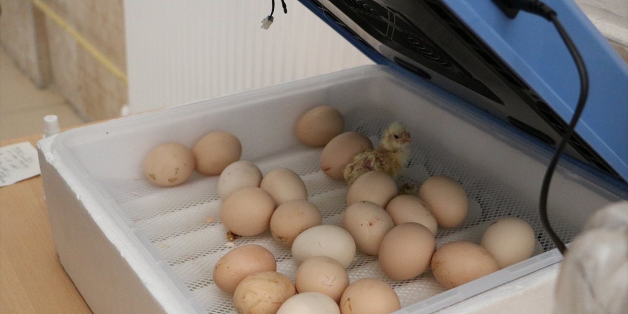 Konya'da öğrenciler tavuk yetiştirip civciv üretimi yapıyor