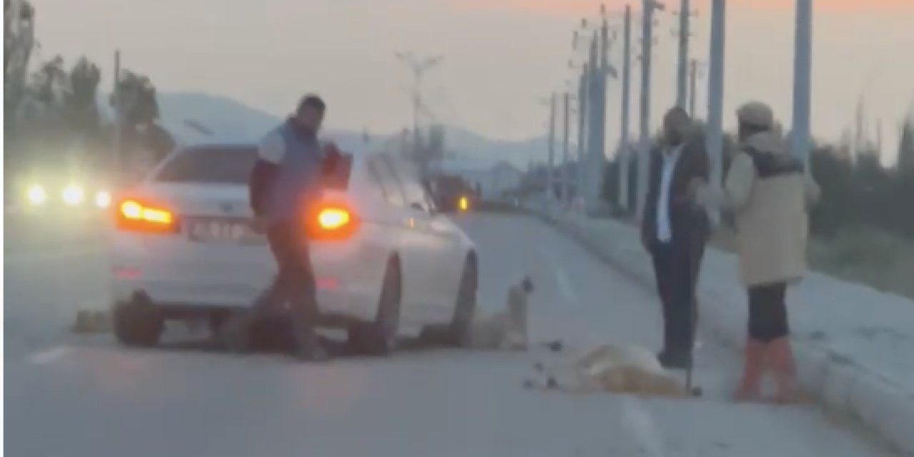 Konya’da feci kaza! 20’ye yakın kuzu telef oldu