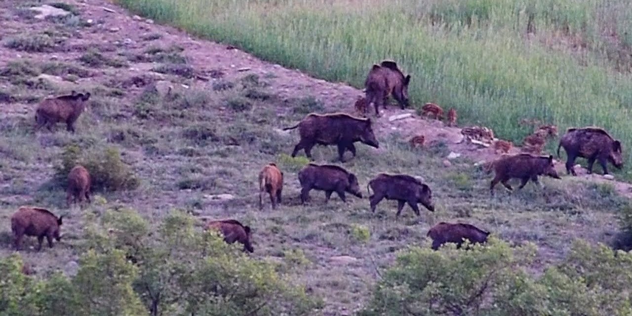 Konya’da bir ilçe ayağa kalktı! Sürek avı başlıyor