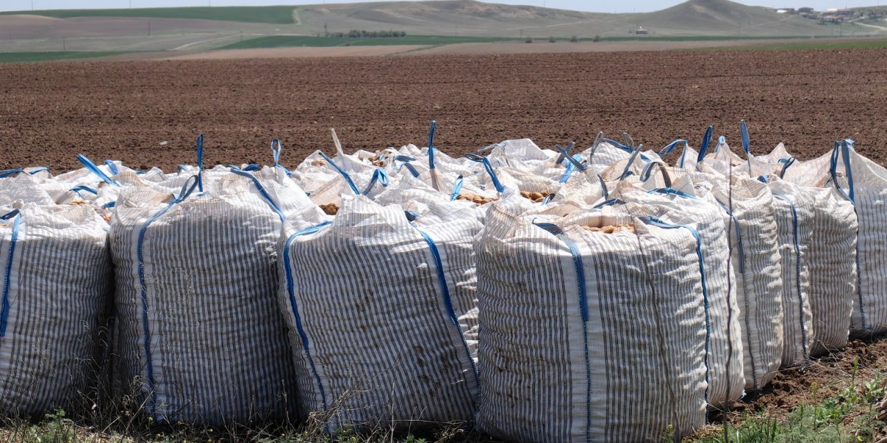 Konya Ovası patates ekiminde sona geldi