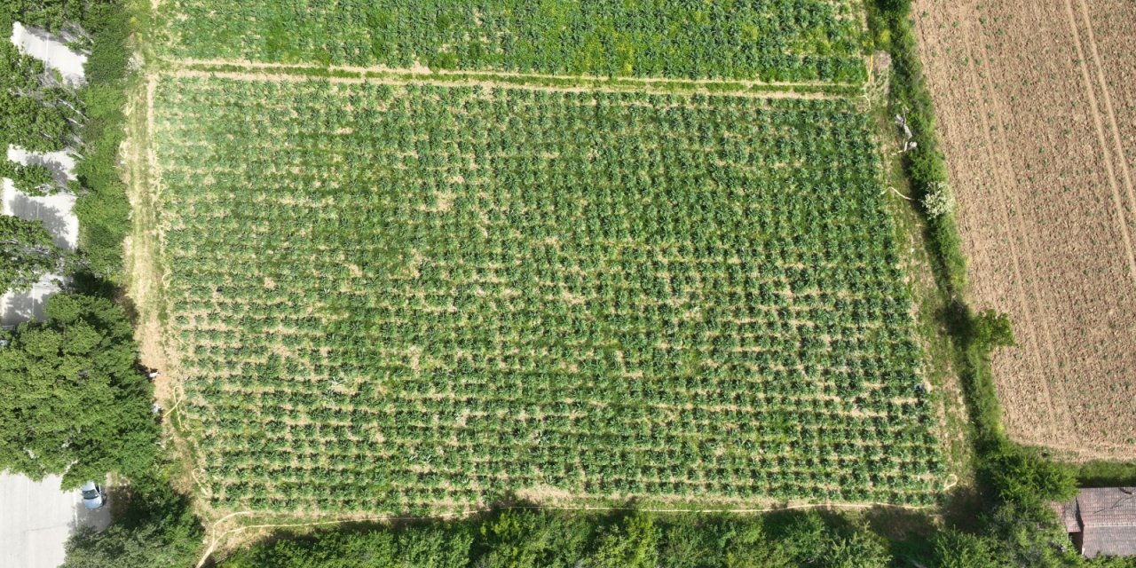 Şubatta sıraya girenler göbeğini 70 liradan alıyor