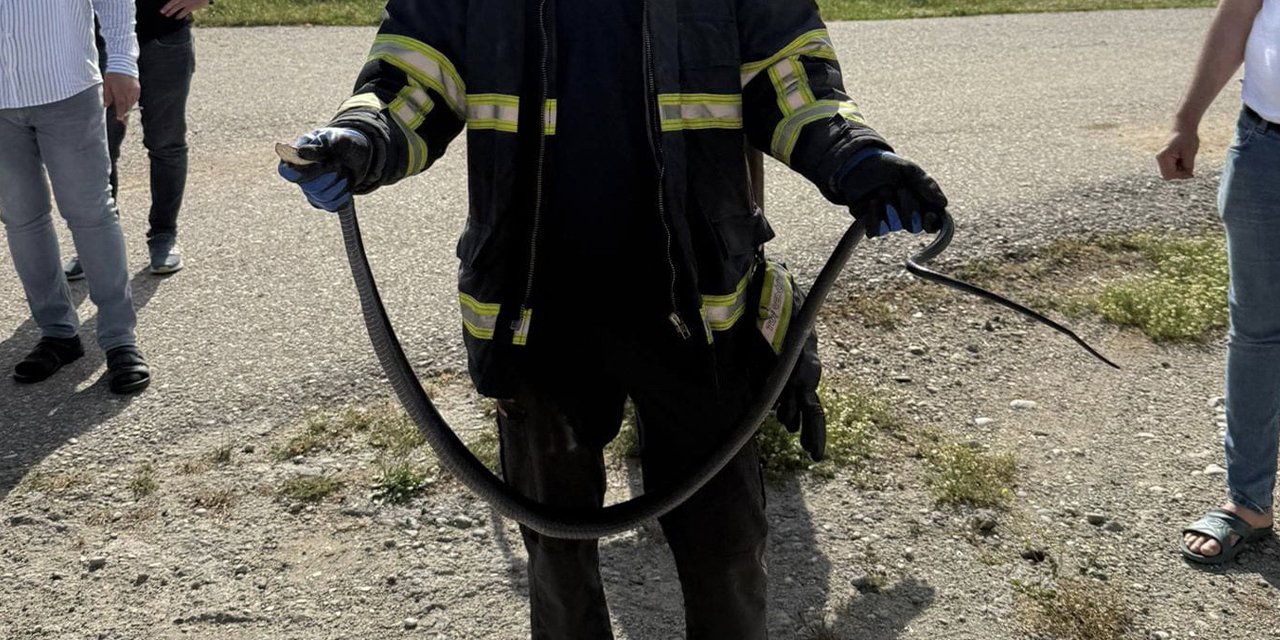 Tavan arasından yılan çıktı