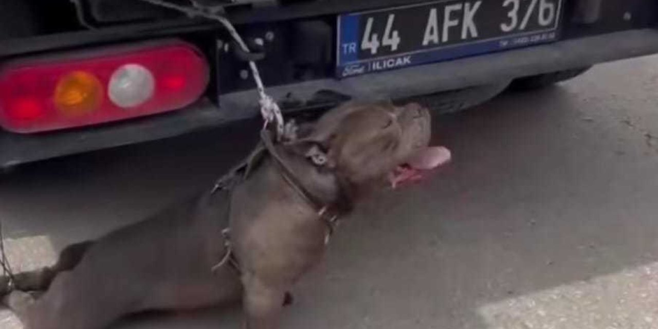 Pitbull cinsi köpeğin saldırısına uğrayan kadın yaralandı