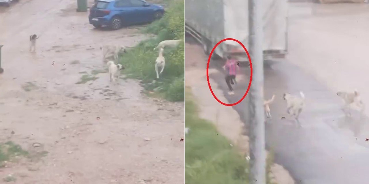 Başıboş köpek sürüsü küçük çocuğu kovaladı