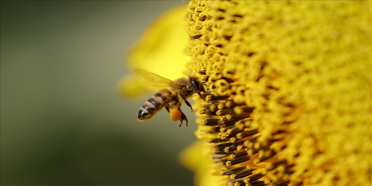 Bir kaşık balın ardındaki milyonlarca gizem