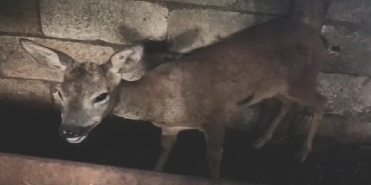 Köpeklerin saldırısına uğrayan karacayı son anda kurtardı