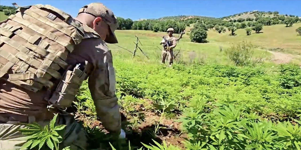 7 milyon 543 bin 818 kök kenevir ele geçirildi