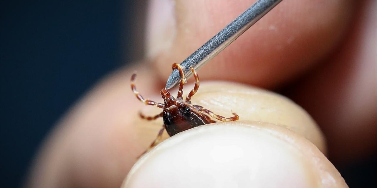 Kene kabusu geri döndü: 6 kişinin tedavisi sürüyor