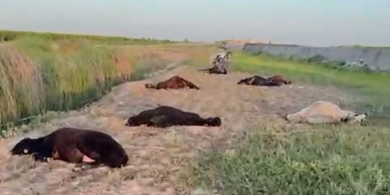 Meraya dökülen zehir 77 küçükbaşı telef etti