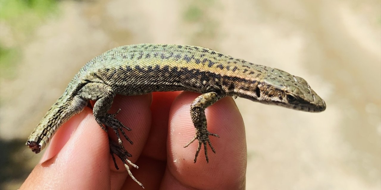 Keşfettiği sürüngen hayvana annesinin ismini verdi