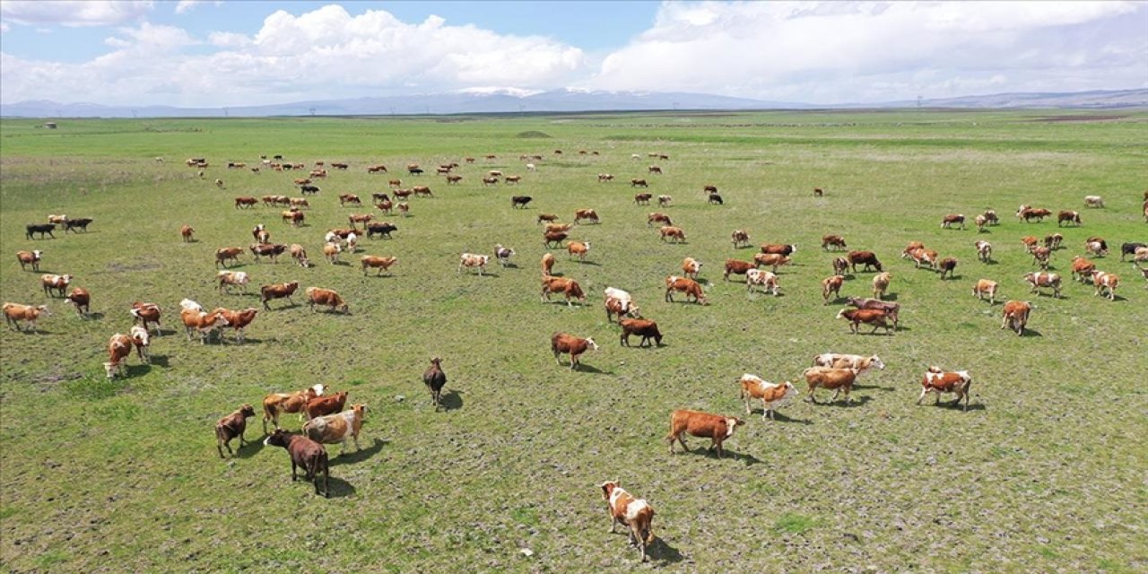 Türkiye hayvancılıkta Avrupa'da ilk sıraya yükseldi